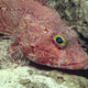 A scorpionfish. (Image courtesy of the NOAA Office of Ocean Exploration and Research, 2017 American Samoa)